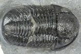 Detailed Gerastos Trilobite Fossil - Morocco #363944-2